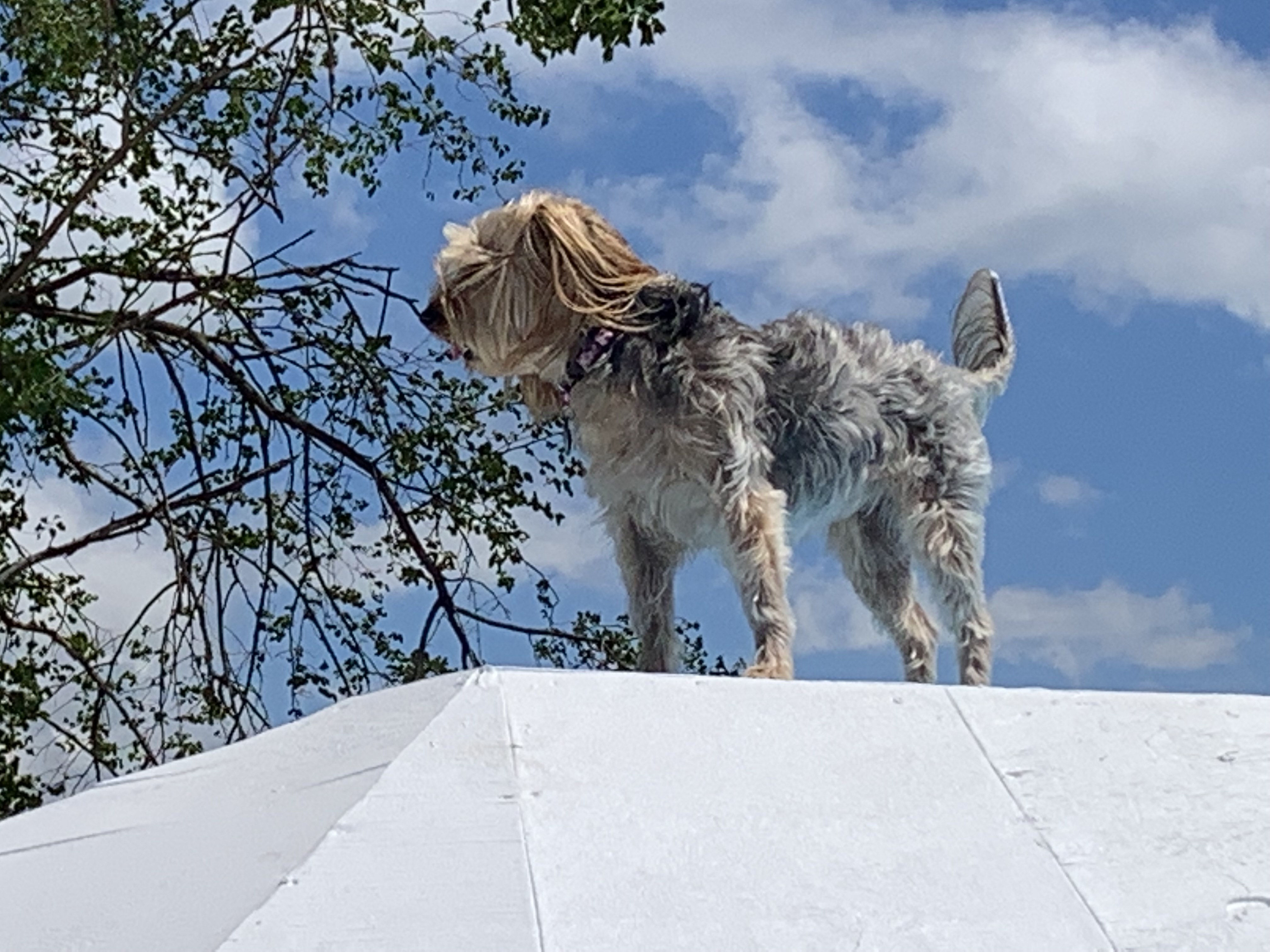 ./2022/06 - St Louis/06 - Day 6/20220526-105928736.JPG